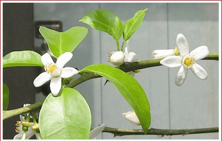 代代花枳，玳玳花花语是什么图2