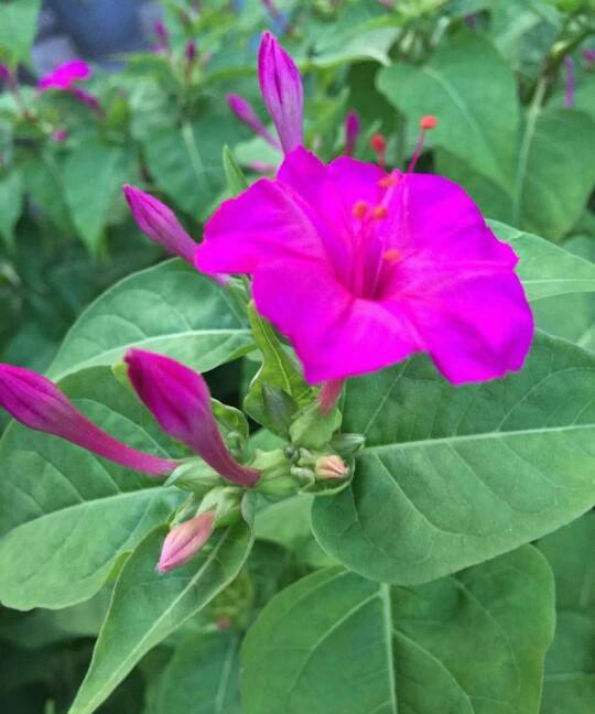 不是昙花不开花，把它喂饱了，花芽一个接一个