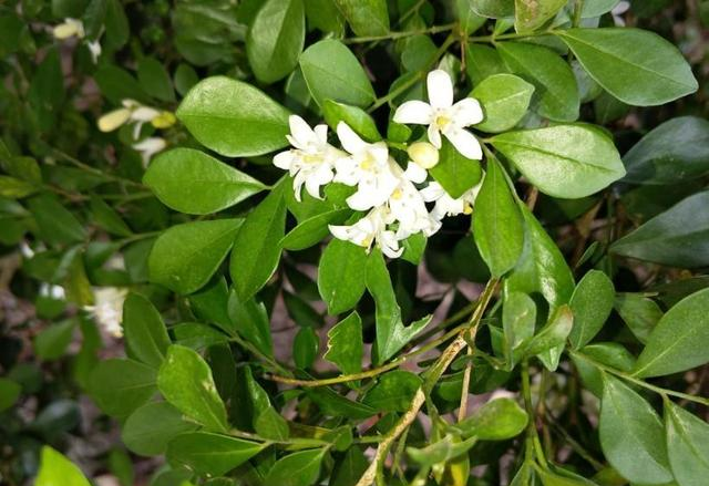 不是昙花不开花，把它喂饱了，花芽一个接一个