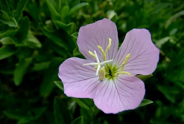 不是昙花不开花，把它喂饱了，花芽一个接一个