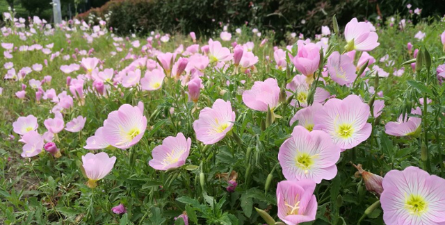 不是昙花不开花，把它喂饱了，花芽一个接一个