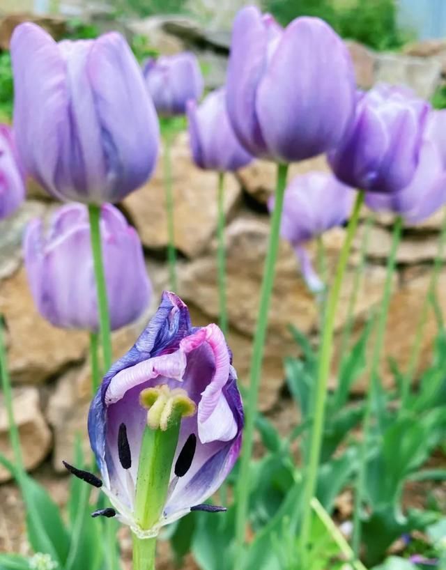 郁金香花语