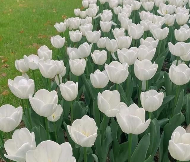 郁金香花语