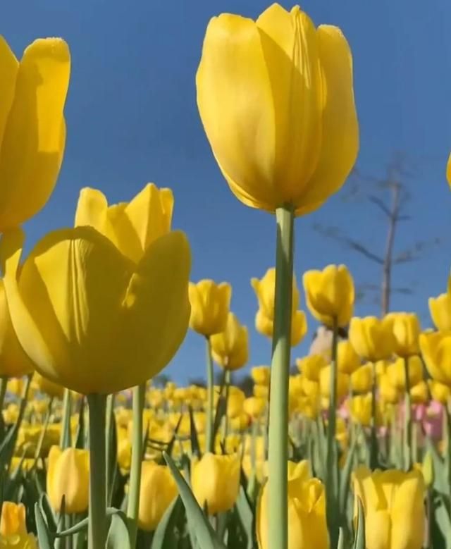 郁金香花语