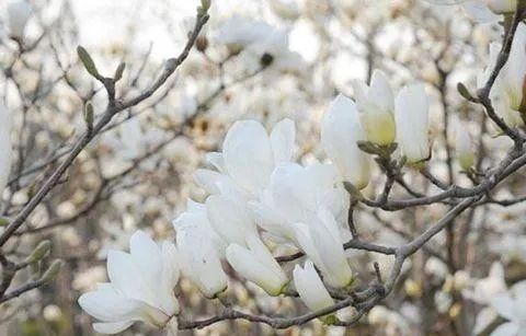 春来，花开！天津赏花时间表来了