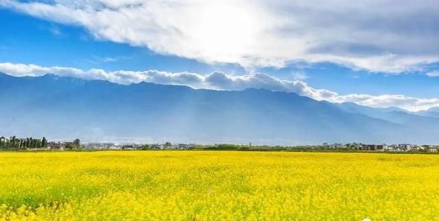 春来，花开！天津赏花时间表来了