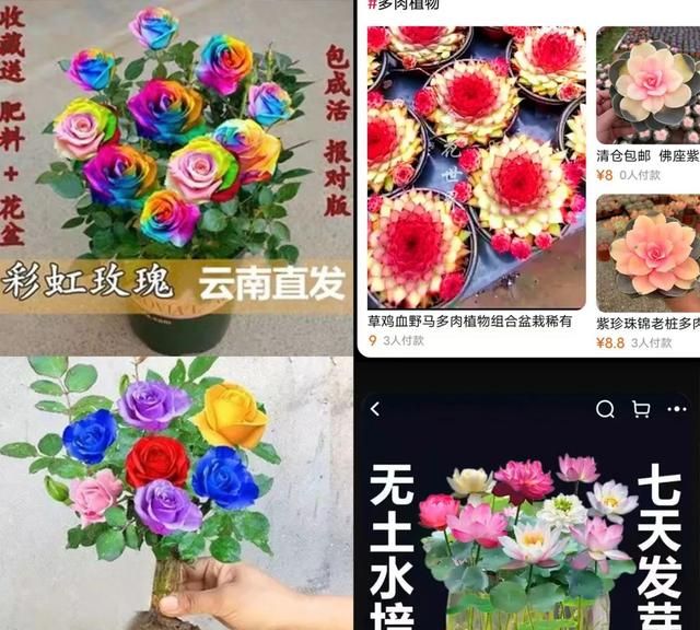 网上买花VS花店、花市买花优缺点对比，看完就更了解你适合哪种了