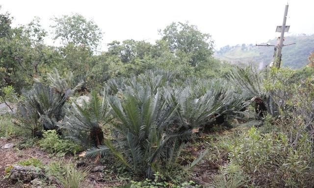 为濒危植物攀枝花苏铁让路：矿业公司放弃开采损失过亿，还不惜“烧钱”为矿山披绿装