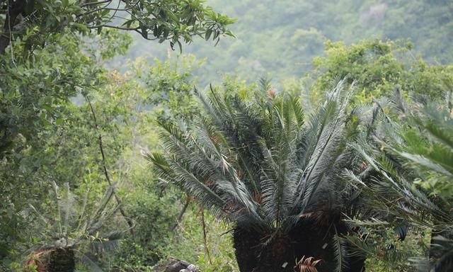 为濒危植物攀枝花苏铁让路：矿业公司放弃开采损失过亿，还不惜“烧钱”为矿山披绿装