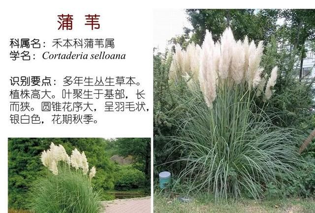 「知识分享」80种常见水生植物识别合集