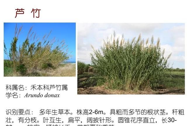 「知识分享」80种常见水生植物识别合集