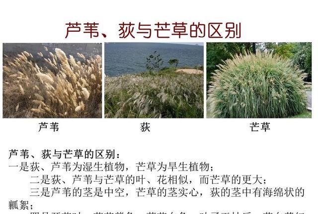 「知识分享」80种常见水生植物识别合集