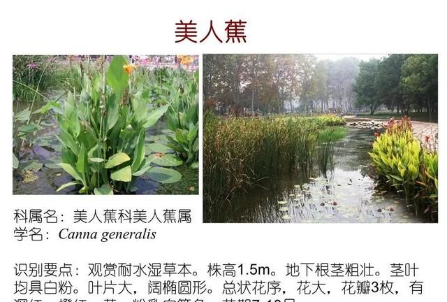 「知识分享」80种常见水生植物识别合集