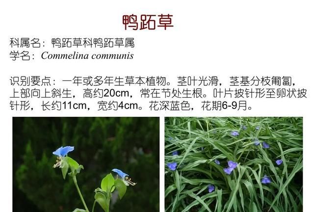 「知识分享」80种常见水生植物识别合集