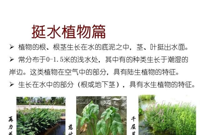 「知识分享」80种常见水生植物识别合集