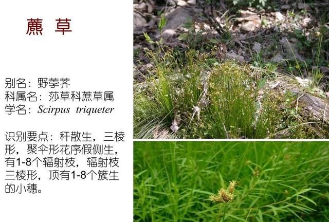 「知识分享」80种常见水生植物识别合集