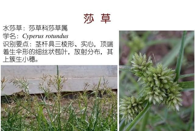 「知识分享」80种常见水生植物识别合集