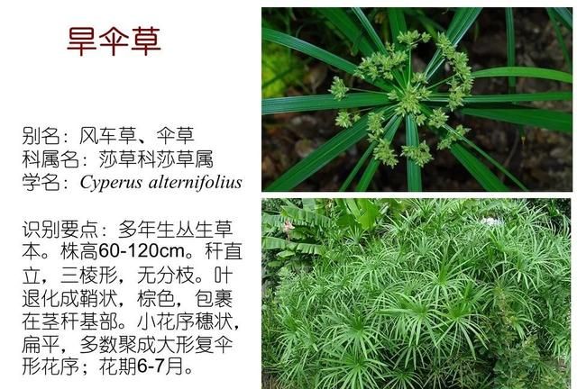 「知识分享」80种常见水生植物识别合集