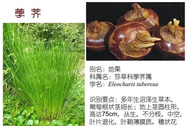 「知识分享」80种常见水生植物识别合集