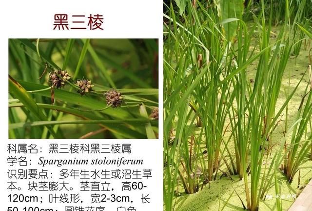 「知识分享」80种常见水生植物识别合集