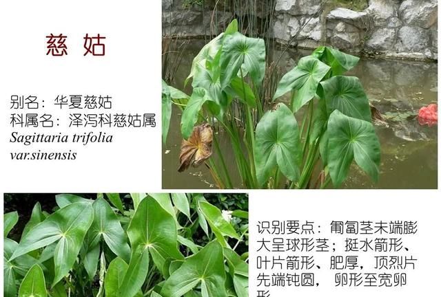 「知识分享」80种常见水生植物识别合集