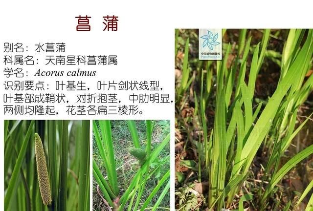 「知识分享」80种常见水生植物识别合集