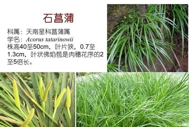 「知识分享」80种常见水生植物识别合集