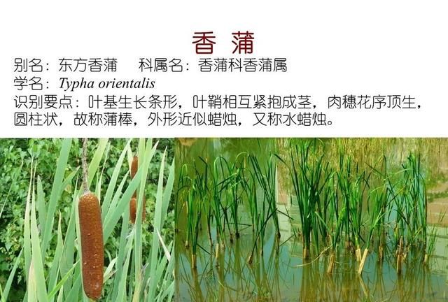 「知识分享」80种常见水生植物识别合集