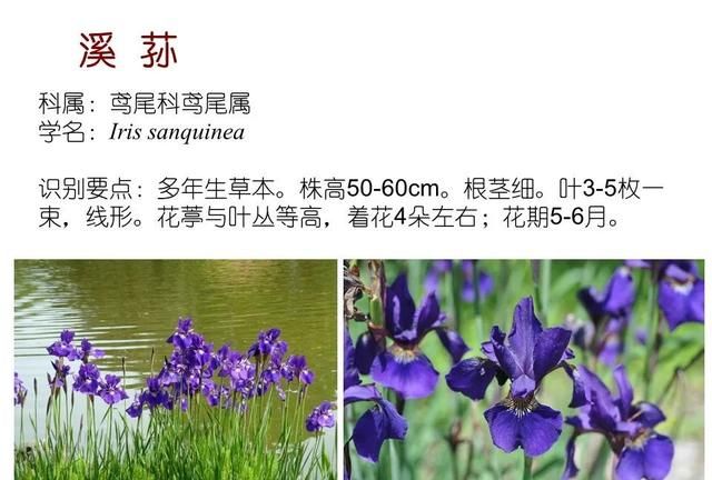 「知识分享」80种常见水生植物识别合集