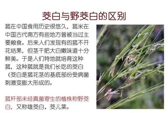 「知识分享」80种常见水生植物识别合集