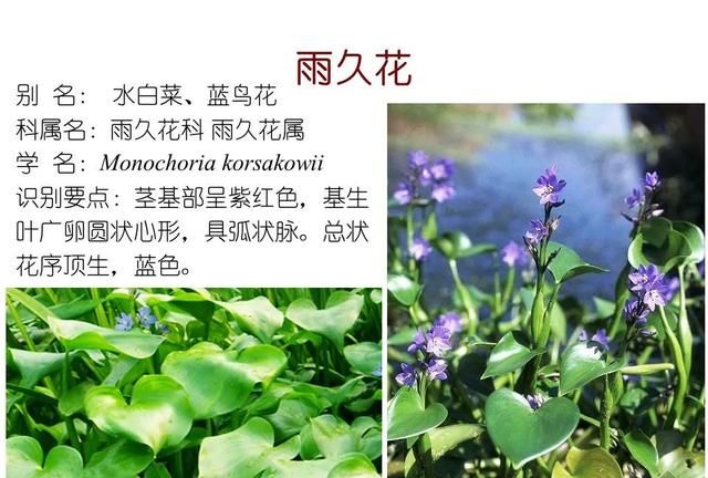 「知识分享」80种常见水生植物识别合集