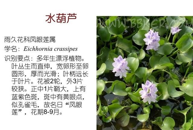 「知识分享」80种常见水生植物识别合集