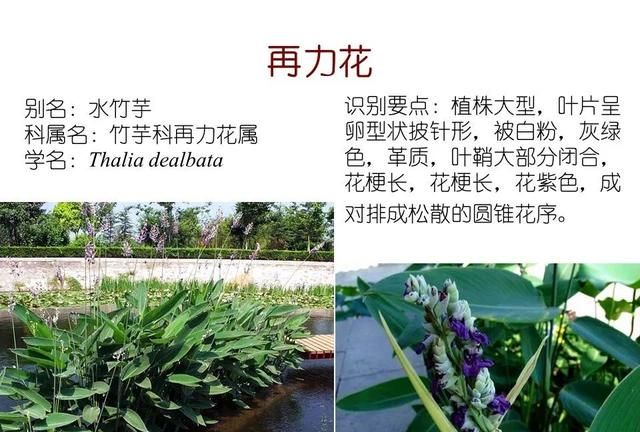 「知识分享」80种常见水生植物识别合集