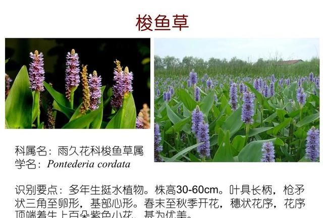 「知识分享」80种常见水生植物识别合集