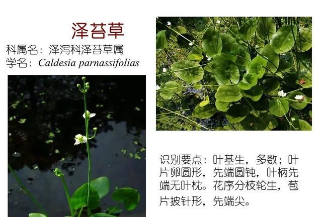 「知识分享」80种常见水生植物识别合集