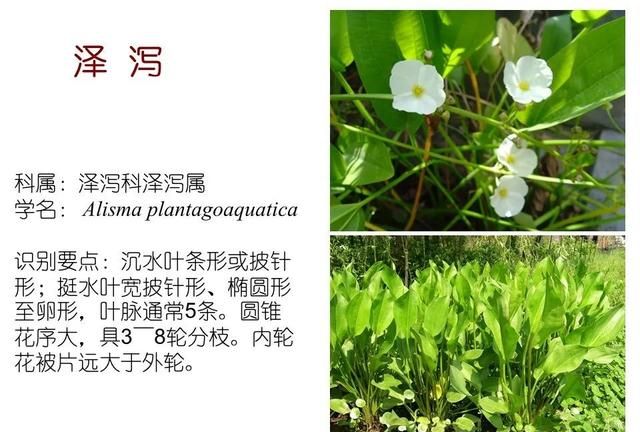 「知识分享」80种常见水生植物识别合集