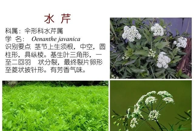 「知识分享」80种常见水生植物识别合集