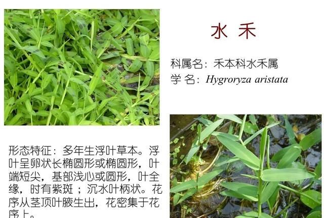 「知识分享」80种常见水生植物识别合集