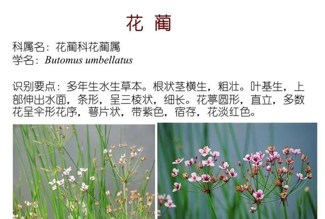 「知识分享」80种常见水生植物识别合集