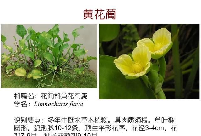 「知识分享」80种常见水生植物识别合集