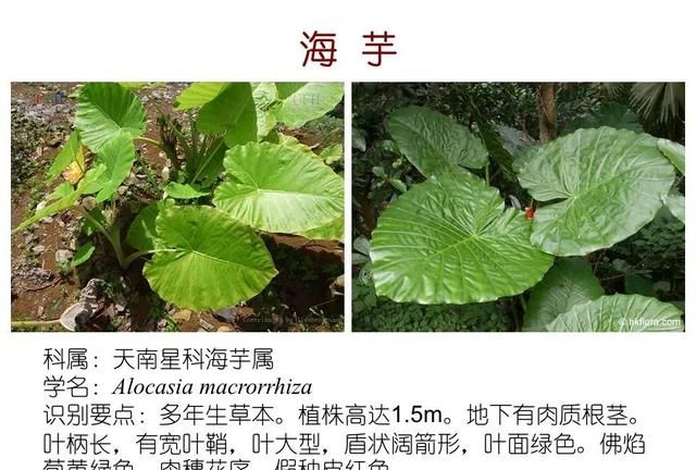 「知识分享」80种常见水生植物识别合集