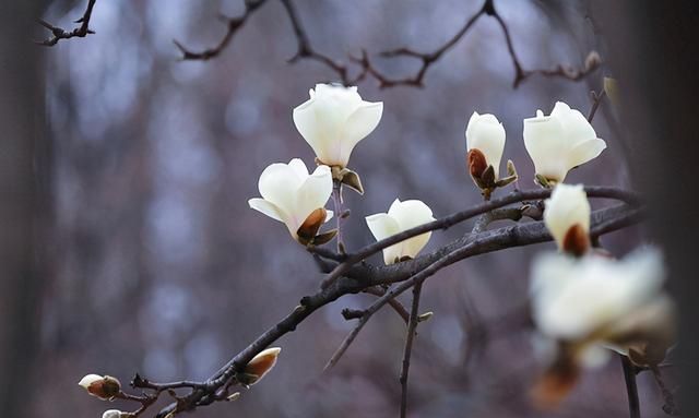 白玉兰和白兰花，名字太相近易混淆，5大区别来了