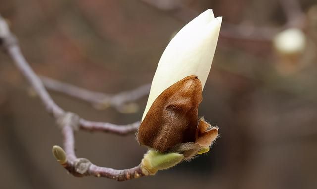 白玉兰和白兰花，名字太相近易混淆，5大区别来了