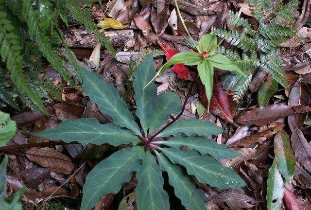 大山里1种“草”，人称七叶一枝花，农民看见就当宝，您挖过吗