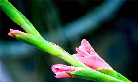 唐菖蒲花语，剑兰花语图2