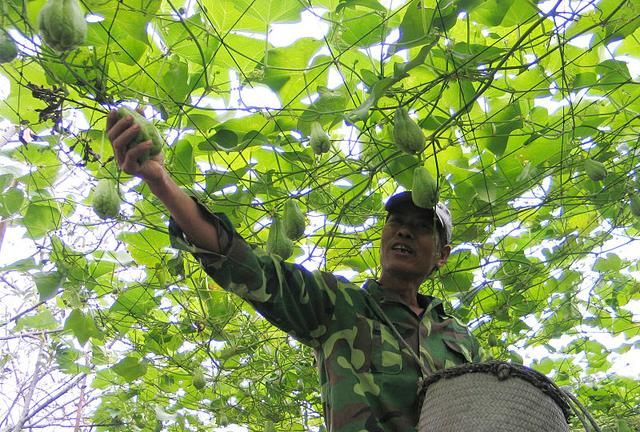 佛手瓜好看又好种，掌握这5点种植技术，佛手瓜结得吃不完