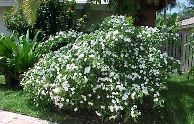 花卉养殖的技巧，种养茉莉花的经历图7