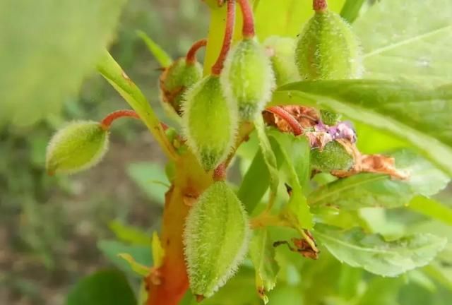 10种特别有趣的植物，花友们看着就想养一盆