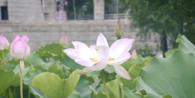 澳门特区区花：荷花