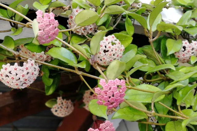 家里养一棵球兰，一开花满屋香味，叶子爬满墙